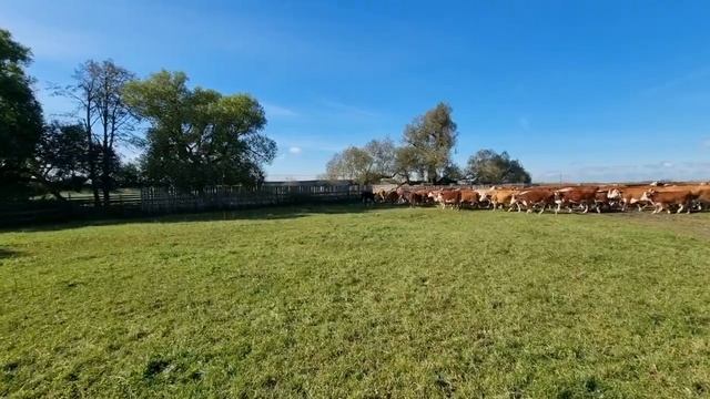 ОТЬЕМНЫХ ТЕЛЯТ СТАВИМ В ЗАГОН на 5 дней, отгоняем от Матерей... Взрослая Жизнь начинается.... смотреть онлайн