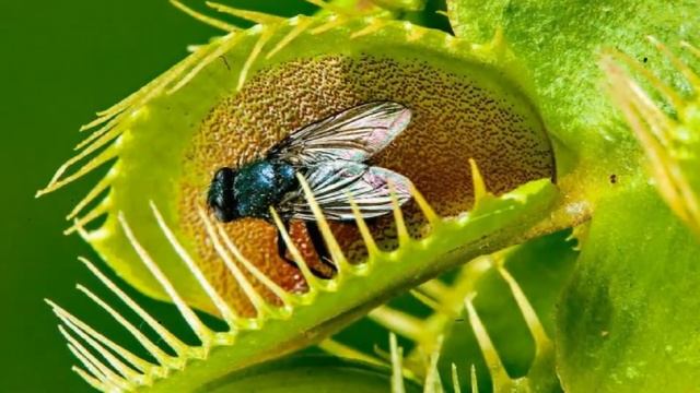 Выращивание и продажа хищных домашних растений