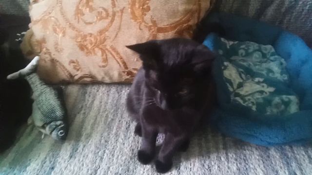 Котосемья.?????????