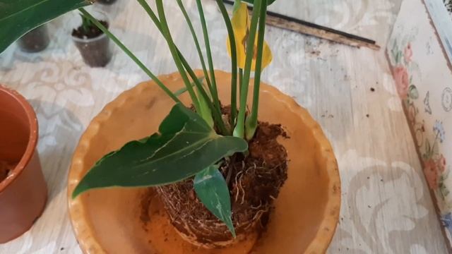 пересадка растений/ антуриум, филодендроны, сциндапсусы смотреть онлайн