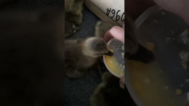 Гусята, 1 сутки,  разъезжаются ножки у гусёнка..Моё домашнее хозяйство.
