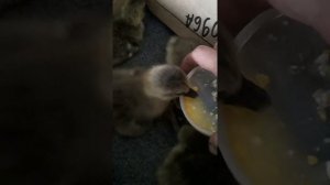 Гусята, 1 сутки,  разъезжаются ножки у гусёнка..Моё домашнее хозяйство.