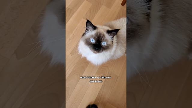 Почему кошка ходит за хозяином по пятам 😄 смотреть онлайн