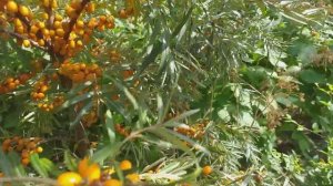 Новинка в нашем саду. Облепиха сорт Орендж Революшн (sea buckthorn Orange Revolution) Обзор