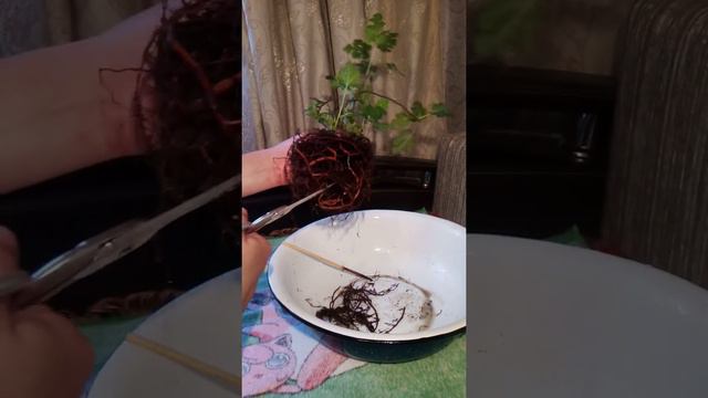 Инжир. Бонсай. Начало смотреть онлайн