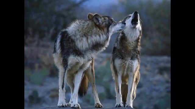 Картинки Фурри и Волки под музыку смотреть онлайн