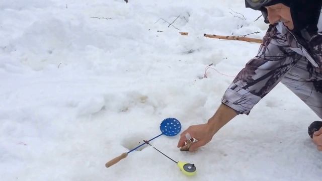 Смелая птичка Mar 23, 2014