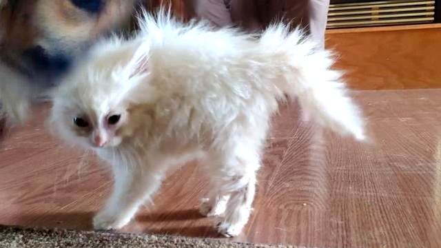 Никто и не думал, что в маленьком котёнке скрыт такой талант! смотреть онлайн