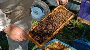 Заселение и обзор нуклеуса на рамку 145 для облета маток бакфаст и кордован.