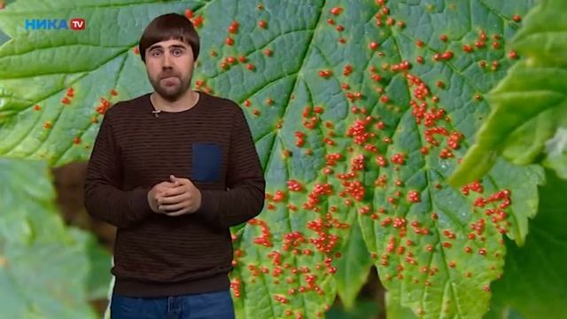 «PRO цвет» Пестициды смотреть онлайн