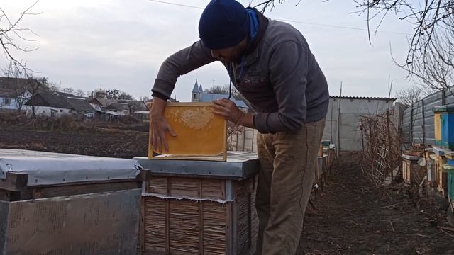 Расположение пчелиного клуба в начале зимовки. Как пчелы будут перемещаться зимой по рамках смотреть онлайн