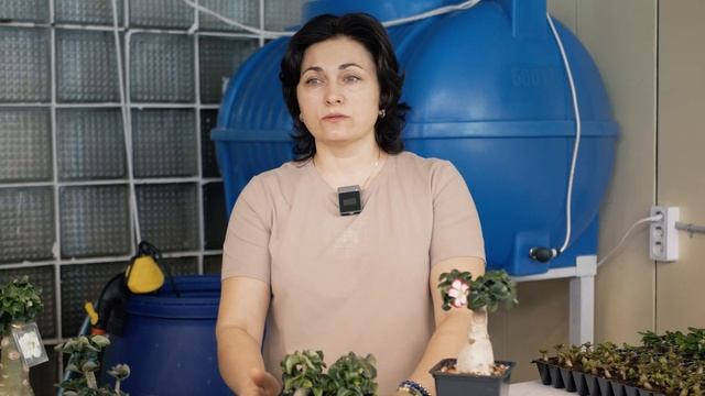 Почему Мини Адениум это Тренд? смотреть онлайн