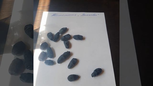 Жимолость съедобная "Волхова"- описание и вкус ягод смотреть онлайн