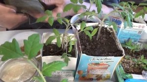 Что делать, если на рассаде или комнатных цветах завелись мошки