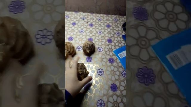 Настоящие  ракушки,?????????????????????????????