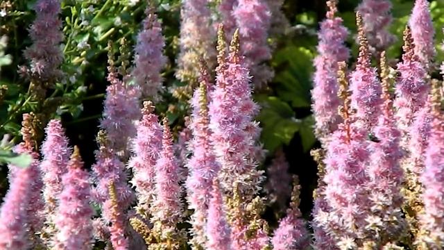 Astilbe Chinensis 'Pumila'