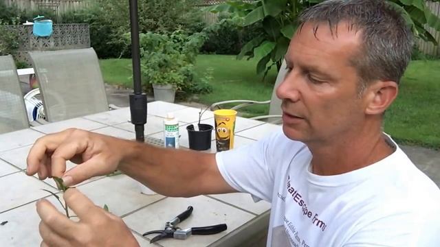 Propagating Goji Berry