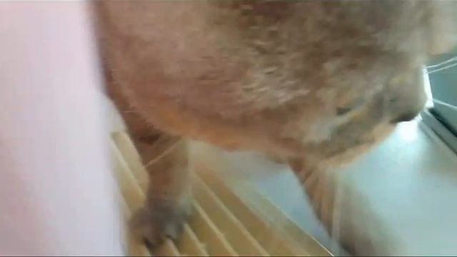 Прыжок кошки Лизы смотреть онлайн