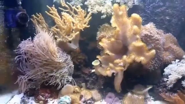 Морской Аквариум. Рыбка Клоун. Актиния. Оформление морского аквариума. Морской Аквариум "под ключ". смотреть онлайн