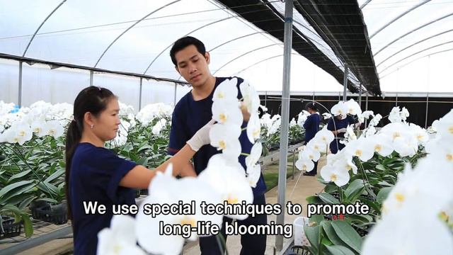 Phalaenopsis Orchid Cut Flower by Natural Thai Orchid Co.,Ltd. смотреть онлайн