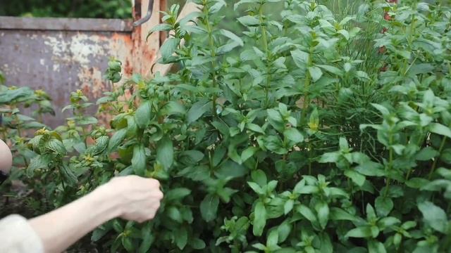 Mint Plant 🌿🌱 || Propogation and care for mint plant || How to grow mint plant смотреть онлайн