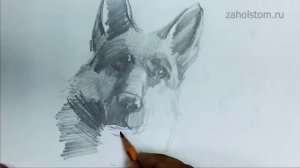 Как рисовать собаку? Рисунок немецкой овчарки карандашом. Художник Алексей Епишин.