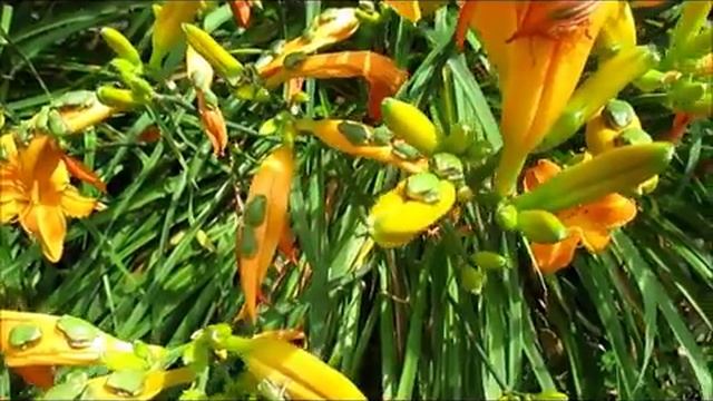 American Green Tree Frog (Hyla Cinerea) смотреть онлайн