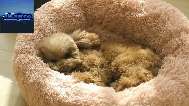 Топовый Лежак Для Котов и Собак с Алиэкспресс смотреть онлайн