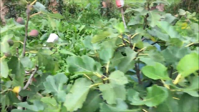 Figs. Инжир. Пересортица в торговом  центре. Сорта Violette De Normandie,  Noire (Black)  De Ville.