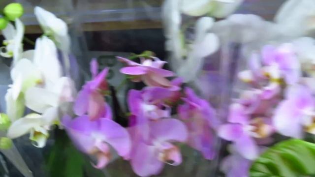 Новый завоз орхидей!Красивый микс! смотреть онлайн