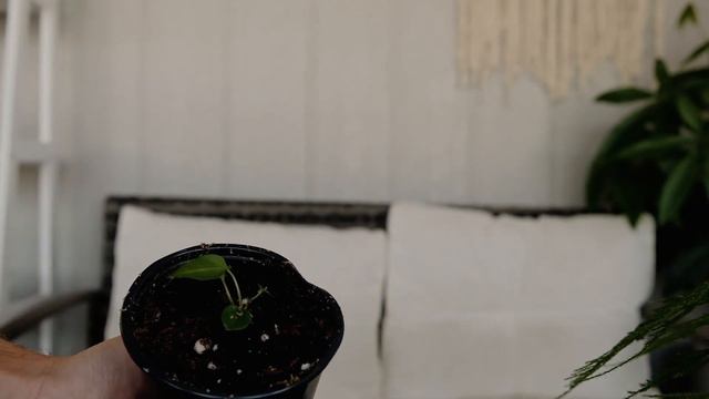 RARE PLANT MAIL! - ANTHURIUM HYBRIDS?? смотреть онлайн