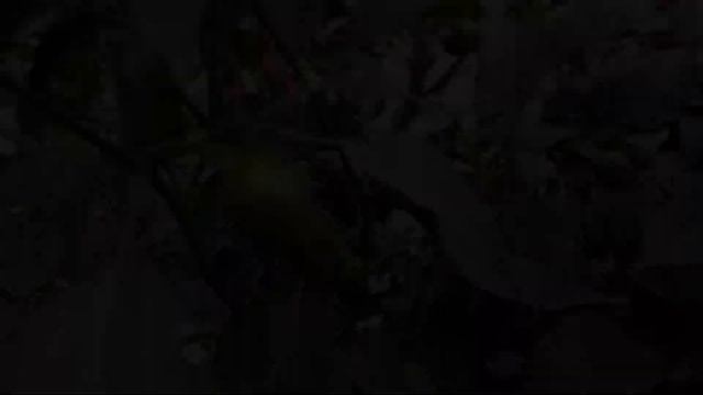 Мои сорта острого перца сезона 2022 года смотреть онлайн