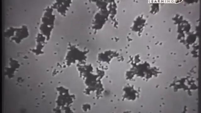 22 Из истории великих научных открытий Группы крови Карл Ландштейнер смотреть онлайн