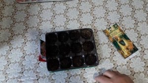 бругмансия из семян