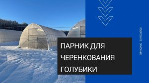 Подробный обзор парника_теплицы для черенкования голубики