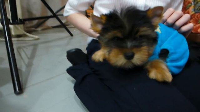 Продается мальчик среднего размера, 3 месяца смотреть онлайн