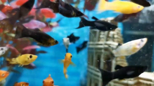 ПОЧЕМУ НА КАНАЛЕ EXO TOP НЕТ ВИДЕО??? смотреть онлайн