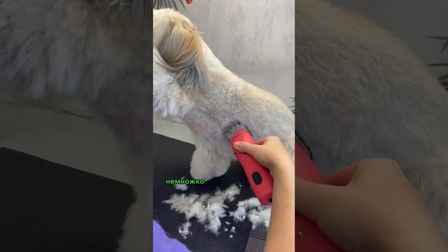 Стрижка ши-тцу. Полный комплекс услуг #dog #viral #pet #собака #animal #doglover #happy #puppy #cat смотреть онлайн