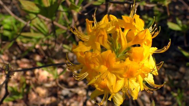Звуки природы/Пение птиц/Полёт шмеля/Nature sounds / Birdsong / Bumblebee flight / Relax смотреть онлайн