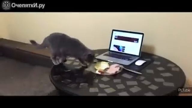 Как надо отучать кота лазить по столу смотреть онлайн