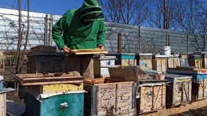 Пчеловодство Первый облет пчел весной что делать? Весенняя ревизия пчел