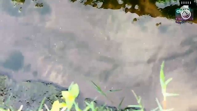 Nikon p600 video test смотреть онлайн