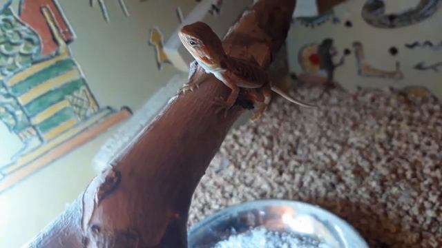 Малыши Бородатой Агамы 2019 Ноябрь смотреть онлайн