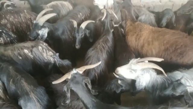 11.07.2021 МОЛБОЗОРИ АВГОНО Ш. ХИСОР КУЧКОРХО БАРОИ КУБОНИ !!! смотреть онлайн