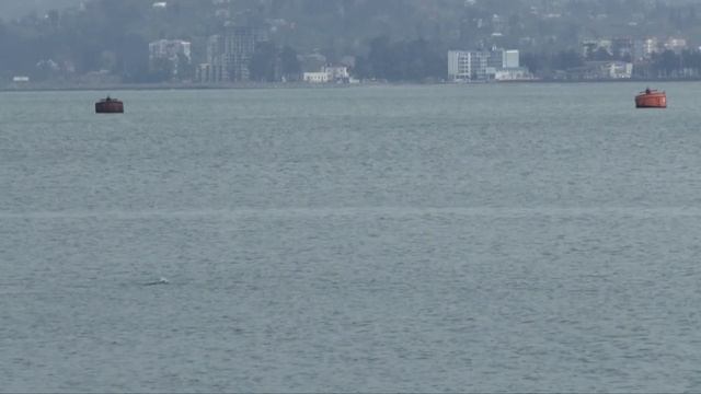 Дельфины в бухте Батуми смотреть онлайн