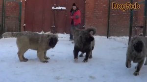 Рост и вес кавказской овчарки по месяцам, от щенка до взрослой собаки