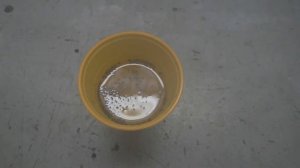 Сумах Оленерогий (Уксусное дерево) пробуем вырастить из семян. Часть 1.