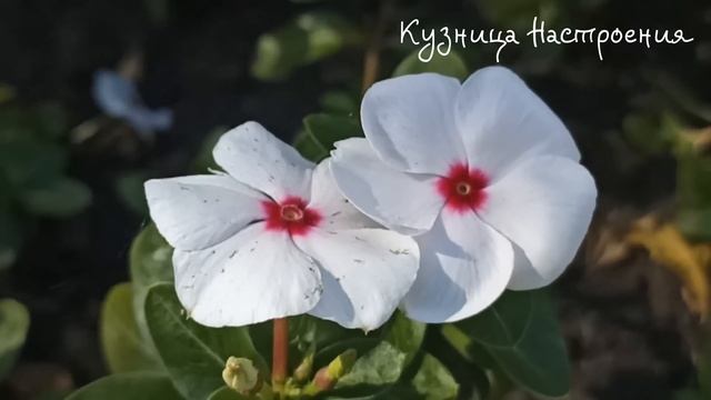 3 февраля Максимов День. Что нельзя делать. Народные традиции и приметы. смотреть онлайн