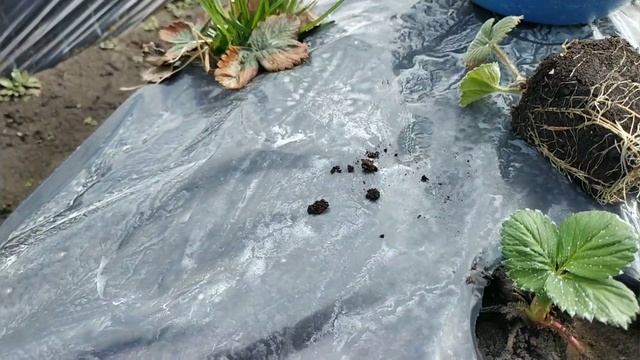 Не высаживайте рассаду, пока не посмотрите это видео! #клубника #рассада смотреть онлайн