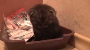 Сложнейшие роды у кошки скотиш фолд. Часть 2.  Жизнь восторжествует